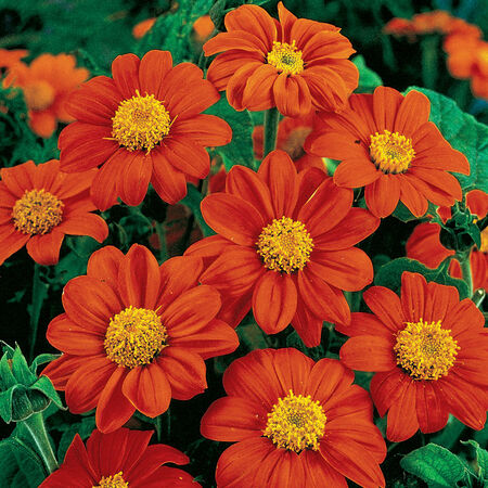 Fiesta Del Sol, Tithonia Seed - Packet image number null